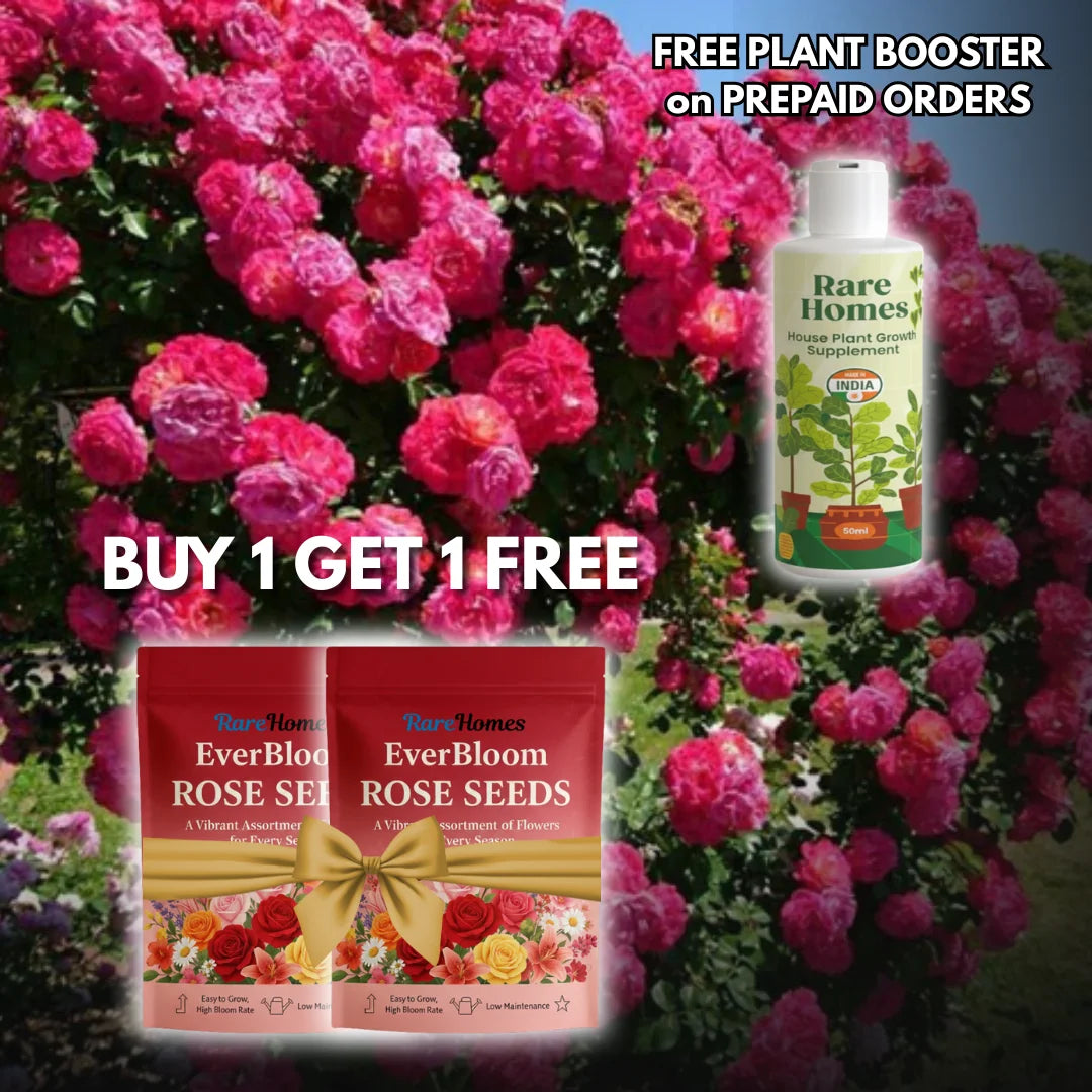 Everbloom Roses – Any Place, Any Season