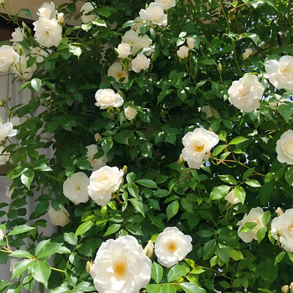 Everbloom Roses – Any Place, Any Season
