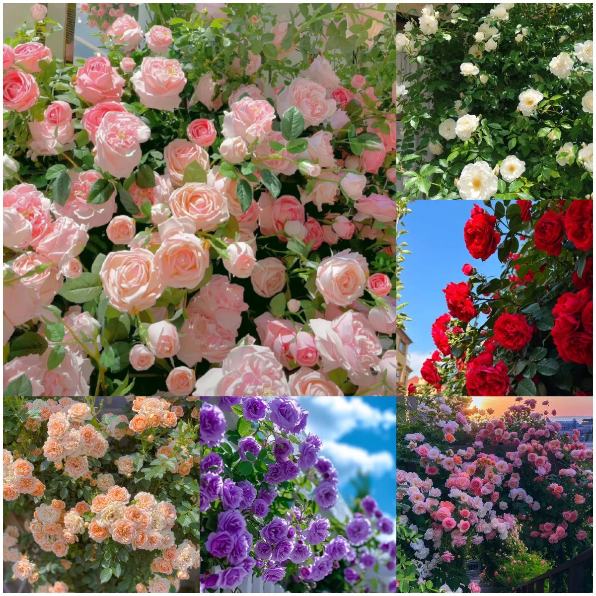 Everbloom Roses – Any Place, Any Season